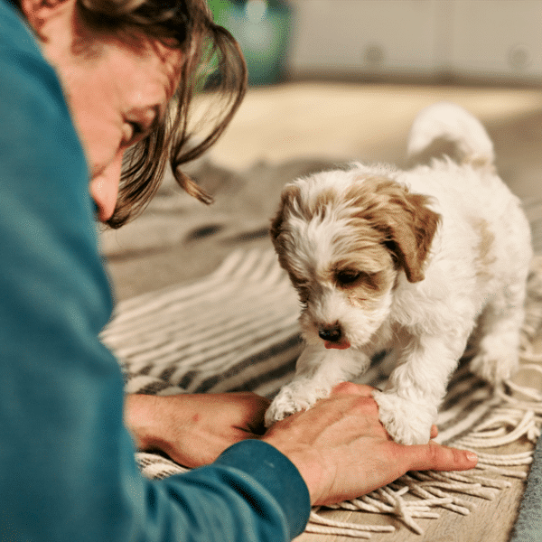 nourriture pour chiens
